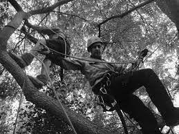 What kind of tree removal do they do in fremantle? Professional Tree Removal Fremantle Ace S Tree Garden Service