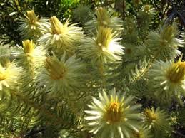 Image result for Phylica