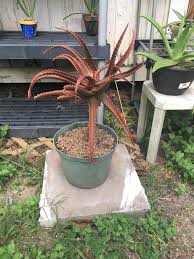 Image result for Aloe cameronii × greatheadii
