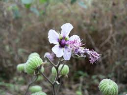 Image result for Abutilon longicuspe
