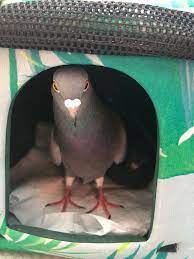 Maybe you would like to learn more about one of these? Vqt Mfoowetjum