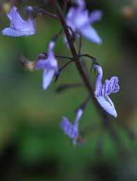 Image result for Coleus thyrsoideus