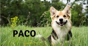 Voici les meilleurs noms canins, tous commençant par la lettre p. Nom De Chien Commencant Par La Lettre P Notre Selection Pour L Annee 2019 Choisir Son Chien Wamiz
