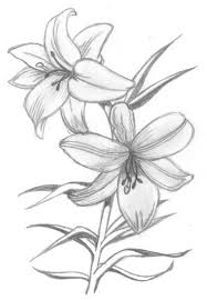 Flowers Madonna Lily By Syris Darkness On Deviantart In 2020 Flower Sketches Lilies Drawing Beautiful Flower Drawings