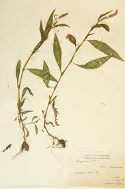 Image result for Polygonaceae