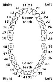 tooth number chart canadianpharmacy prices net