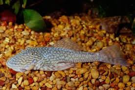 Image result for Dolichos sericeus