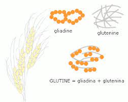 Quali alimenti sono privi di glutine? Cos E Il Glutine In Quali Alimenti Si Trova E A Cosa Serve
