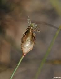 Image result for Abildgaardia ovata