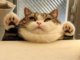 Hey Funny Cat Photos Funny Cat Pictures Animal Captions
