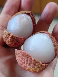 Image result for Sapindaceae