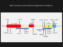Is effective for distinguishing sarcomatoid mesothelioma from fibrous pleuritis. Overview Of Bap1 Cancer Predisposition Syndrome And The Relationship To Uveal Melanoma Abstract Europe Pmc