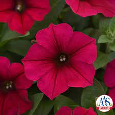 Petunia Wave Carmine Velour F1 All America Selections Cottage Garden Design Petunias Wave Petunias