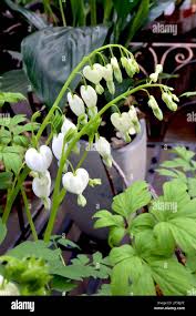 Image result for Dicentra spectabilis alba