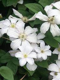 Clematis 'huldine' (francisque morel) is a vigorous plant that has been difficult to find recently, perhaps because the industry has geared itself toward shorter growing plants. Clematis Huldine Bluestone Perennials White Clematis Clematis Clematis Vine