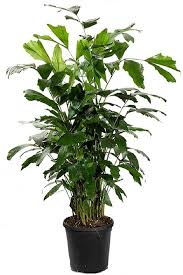 Image result for Caryota