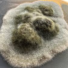 Image result for Microchloa altera