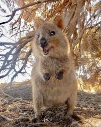 We All Need More Quokkas In Our Life And In Our Instagram Feed Rottnestislandwa Quokka Landscape Perthlife Lovemyp Quokka Happy Animals Animal Planet