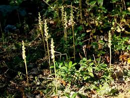 Image result for Goodyera