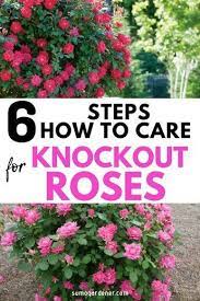 Learning How To Care For Knockout Roses Is Very Easy They Are Designed To Tolerate Heat And Are Hardy And D Knockout Roses Knockout Roses Care Rose Plant Care