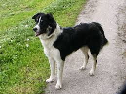 They love to be part of. Murphy Australian Shepherd Unbekannt Meinmischling De