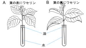 光合成 蒸散 呼吸