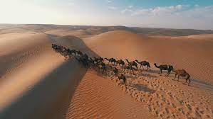 Please contact us if you want to publish a desert saudi arabia. Group Of Camels Being Herded Stock Footage Video 100 Royalty Free 12045998 Shutterstock