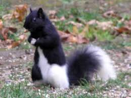 Black And White Squirrel Like Animal The Most Unusual Ones Are The All Black With A White Spot On Their Nose Description From Huntingpa Com I Searc Unusual Animals Animals Beautiful Rare Animals