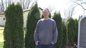 Emerald green arborvitae screening shrub is also ideal for creating a tall hedge. Do Not Buy Arborvitae From Home Depot Youtube