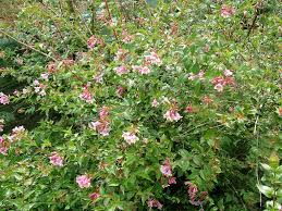 Image result for Englerina