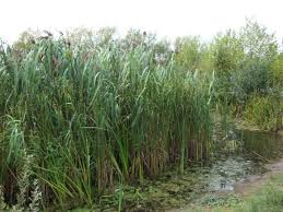 Image result for Phragmites mauritianus