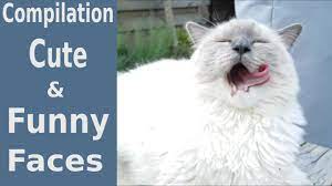 Cute And Funny Faces Compilation Bowie The Ragdoll Cat Hello There Bright People Are You Catlover Or Have You Any Prett Funny Faces Ragdoll Cat Ragdoll