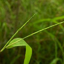 Image result for Rottboellia