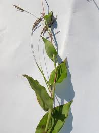 Image result for Arthraxon