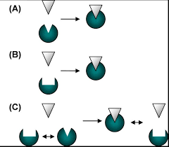 Lock and key & induced fit. Models Of Molecular Recognition A Lock And Key No Conformational Download Scientific Diagram