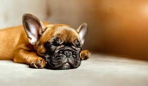 Why Is My French Bulldog Puppy Not Eating? – frenchie Shop