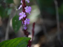 Image result for Striga gesnerioides