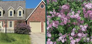 Image result for Syringa meyeri ´Palibin