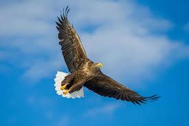 Eagles are large, powerfully built birds of prey, with a heavy head and beak. Britain S Largest Bird Of Prey White Tailed Eagle Returns Home After 240 Years England Times Of India Travel
