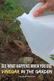 See What Happens When You Use Vinegar In The Garden Garden Solutions Home Vegetable Garden Garden Care