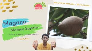 Download now contoh lukisan buah buahan tahun 4 pusat sumber st edmund limbang. Mamey Sapote Magana Super Jumbo Super Manis Youtube