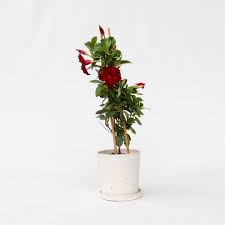 Image result for dipladenie hybrida rio obrázek