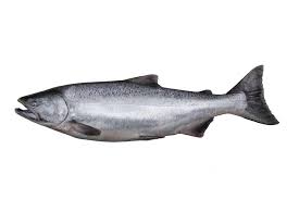 View photos & images of king salmon. Part 1 Get To Know The Fish Of King Salmon Alaska Alaska S Gold Creek Lodge