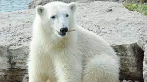 Hours, address, toronto zoo reviews: Polar Bears Humphrey And Hudson Return To Toronto Zoo Cp24 Com