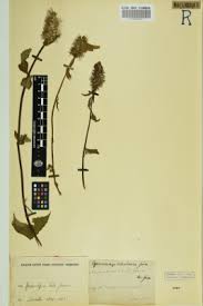 Image result for Pycnostachys orthodonta