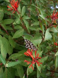 Hope you enjoy them as much as i do. Firebush University Of Florida Institute Of Food And Agricultural Sciences