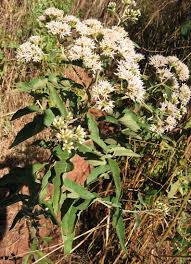 Image result for Vernonia amygdalina