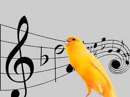 Situs jual beli online barang baru dan bekas yang mudah dan aman untuk digunakan bagi masyarakat indonesia. Varietas Lagu Song Variety Jual Kenari Malang