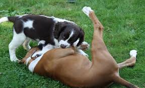 Check spelling or type a new query. Boxspring Boxer English Springer Spaniel Mix Info Pics Traits Doggie Designer