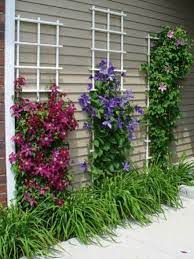 This climbing plant attaches itself to walls, trellises or tree trunks using small rootlets in the vines. Backyards Wall Climbing Plants Ideas 23 Garden Design Flower Garden Climbing Flowers